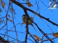 Анатолию Горностаеву удалось захватить краски осени