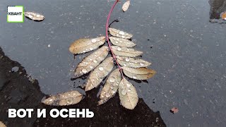 Вот и осень