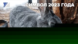 Символ 2023 года