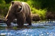 Медведь в Новокузнецке 